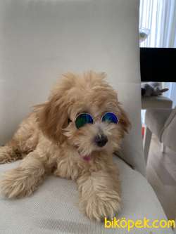 26 Mayıs Doğumlu Maltipoo Show Kalite Oğlumuz 3