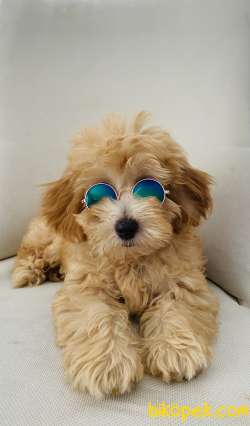 26 Mayıs Doğumlu Maltipoo Show Kalite Oğlumuz 1