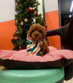 Toypoodle Redbrown Yavrularımız 2