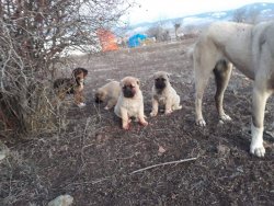 Kangal Yavru Dişi Ve Erkek 2