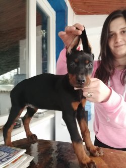 King Doberman Yavrularımız 5