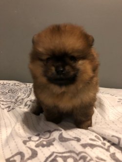 Pomeranian Boo Bebekler 4