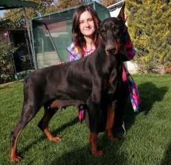 King Doberman Yavrularımız 4