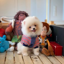 Kar Beyazı Erkek PomeranianBoo Oğlumuz 2