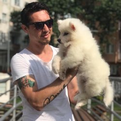 Samoyed Yavruları 2