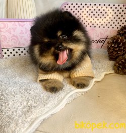 Pomeranian Boo Nadir Renk Black Tan Yavrularımız 4