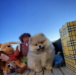 A Kalite PomeranianBoo Yavrularımızdan 4