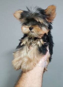 Yorkkshire Terrier Yavrularımız Ultra Teacup 2