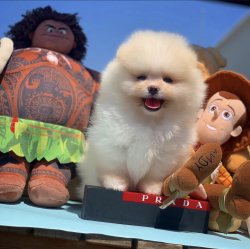 Irk Ve Sağlık Garantili PomeranianBoo Yavrularımızdan 5