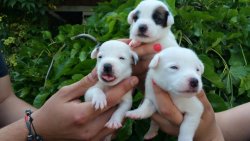 SATILIK JACK RUSSEL TERRİER YAVRULARI 1