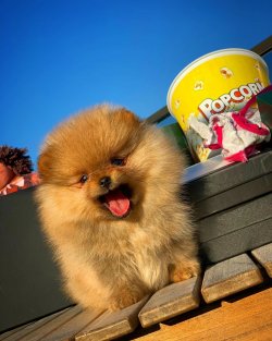 Yarışma Düzeyi PomeranianBoo Yavrularımız Için İletişime Geçiniz 4