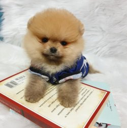 Pomeranian Boo Dişi Ve Erkek Yavrularımız 5