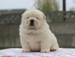 CHOW CHOW BEBEKLERİMİZ BEYAZ AYI KAFA 1