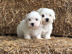 Tea Cup Maltese Terrier Yavrulari 5