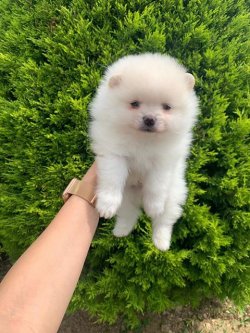 Orji̇nal Pomerani̇an Boo Yavrularımız 2
