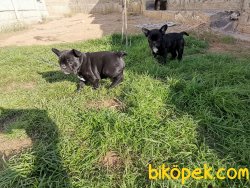 28 Eylül Doğumlu French Buldog Yavru 1