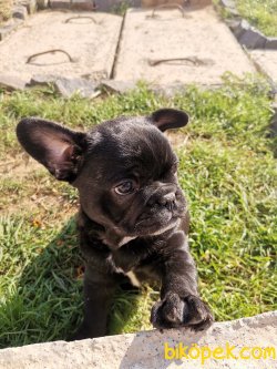28 Eylül Doğumlu French Buldog Yavru 2
