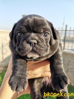 28 Eylül Doğumlu French Buldog Yavru 5