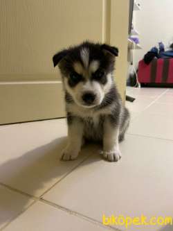 28 Günlük Orjinal Husky 3