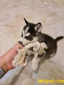28 Günlük Orjinal Husky 2