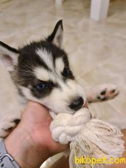 28 Günlük Orjinal Husky 1