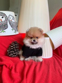 Orji̇nal Pomerani̇an Boo Yavrularımız 2