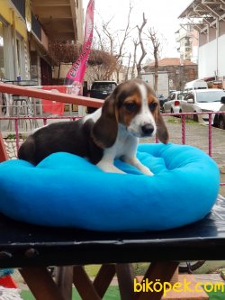 Orjinal Dışı Beagle 70 Günlük 5