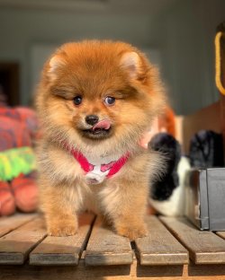 -Yeni Gelen TeddyBear PomeranianBoo Yavrularımızdan 4