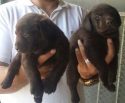 Labrador Yavruları Sizlere Özel 2
