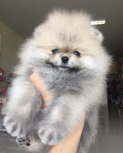 Thailand Secereli  Pomeranian 1