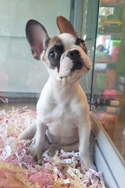 French Bulldog 1
