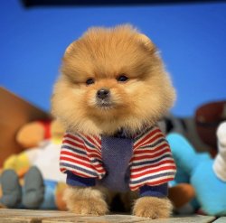 Veteriner Sağlık Onaylı Pomeranianboo Yavruları 1