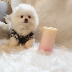 Pomeranian Boo Orjinal Yavrularımız 1