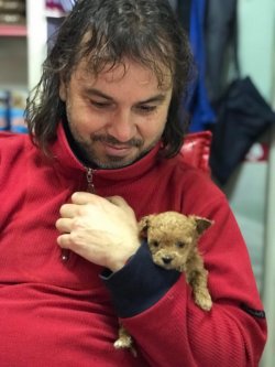 Poodle Yavrusu 3