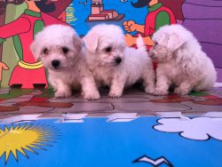 MALTESE TERRİER 1