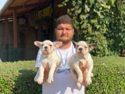 Show Kali̇te French Bulldog Yavrularımız 1