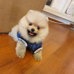 Pomeranian Boo Teddy Bear Yavrular 1