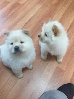Satılık Safkan Chow Chow Çin Aslanı Yavrularımız 1
