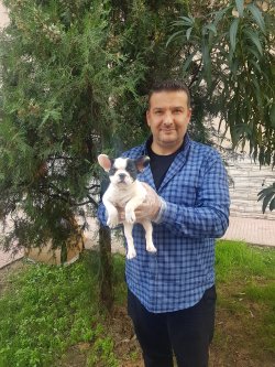 French Bulldog Yavruları 1