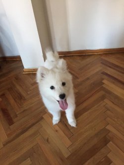 SAHİBİNDEN EĞİTİMLİ SAFKAN SAMOYED YAVRUSU 5