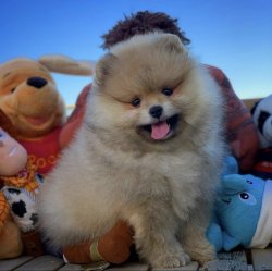 A Kalite PomeranianBoo Yavrularımızdan 1