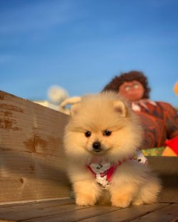 3 Aylık Beyaz PomeranianBoo Yavrularımızdan 5