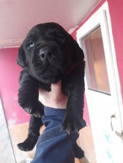 Labrador Retriever Yavrularımız 5