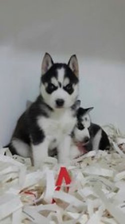 SİBİRYA HUSKY YAVRUSU 1