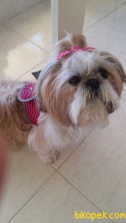 Shih Tzu Yavrularımız 3