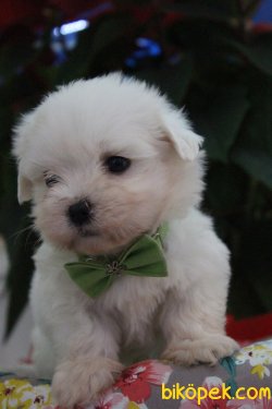 Süper Kalite 0 Numara Maltese Terrier Yavrularımız Geldi 2