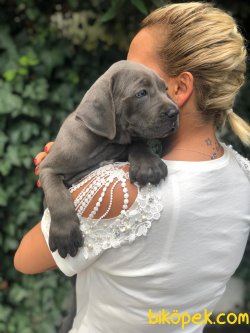 SÜPER KALİTE BLUE CANE CORSA YAVRULARI PETONYA PETSHOP TA 2