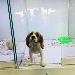 CAVALER KING CHARLES YAVRUMUZ  ANKARA PET SHOP TA 3