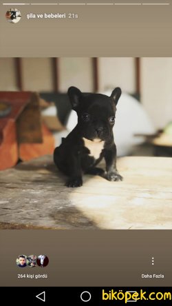 French Bulldog Yavruları Baba Fawn Anne Naturel 2
