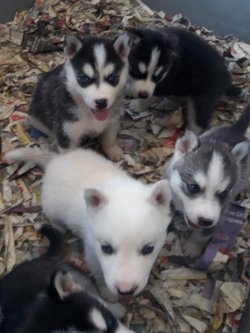 Muhteşem Sibirya Husky Yavruları 1